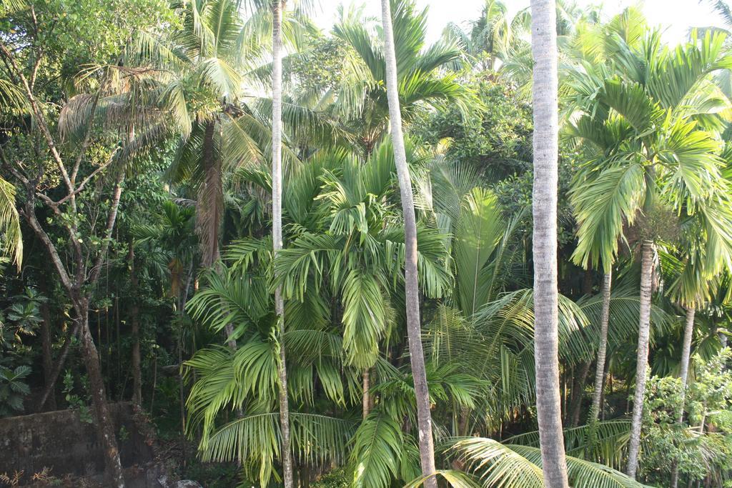 Greenview Homestay Kochi Δωμάτιο φωτογραφία